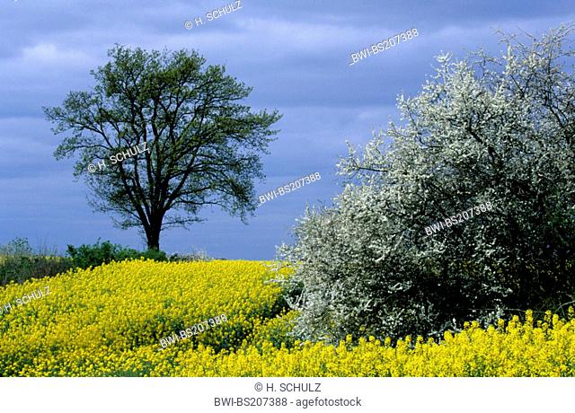 common hawthorn, singleseed hawthorn, English hawthorn (Crataegus monogyna), canola field and Common Hawthorn and oak (Quercus robur), Germany
