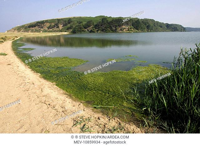 Eutrophication - Algal bloom on freshwater lake. Excessive growth of blanket weed due to fertiliser run off from local farmland. Location: Loe Bar, nr