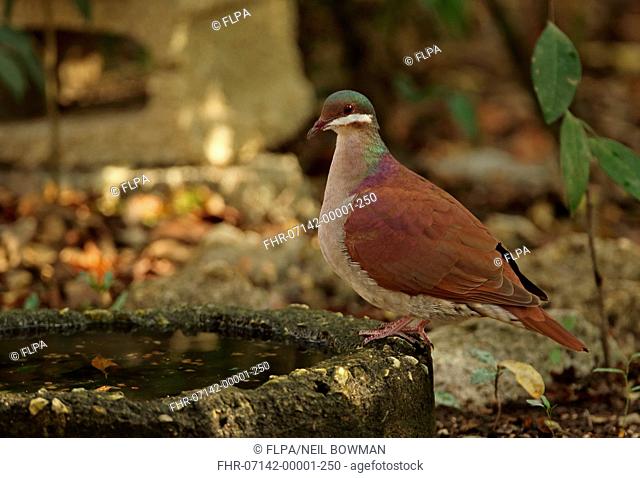 Key West Quail-dove (Geotrygon chrysia) adult, drinking, Cayo Coco, Jardines del Rey, Ciego de Avila Province, Cuba, March