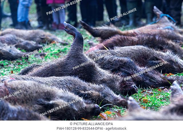 More than 40 dead wild boar laid out after a hunt near Glaisin, Germany, 27 January 2018. According to forestry authorities there are too many wild boar in...