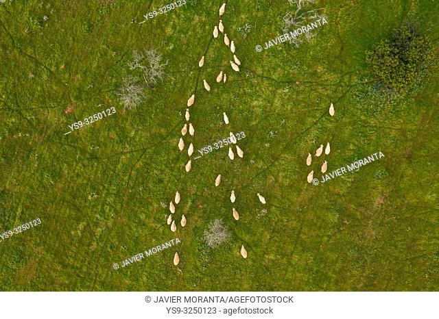 Aerial photograph of a flock of sheep in Llucmajor, Mallorca, Balearic Islands, Spain