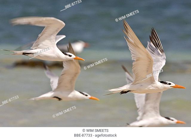 Portrait of a group flying Royal Terns Portret van een groep Koningssterns