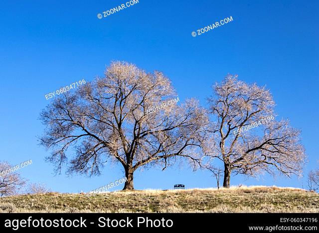 Two trees on a bright day framing a park bench at Sun Lakes State Park near COulee City, Washington