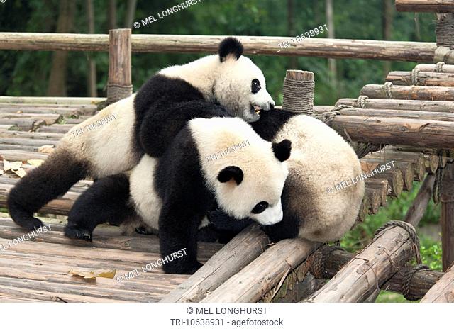 Giant pandas, Ailuropoda melanoleuca, at the Giant Panda Breeding Research Base, Chengdu, Sichuan Province, China