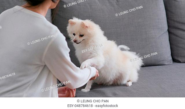 Pet owner training with her white pomeranian dog at home