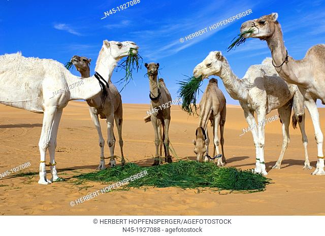 Camel; Um el Ma Area; Libyan Desert; Libyan Arab Jamahiriya