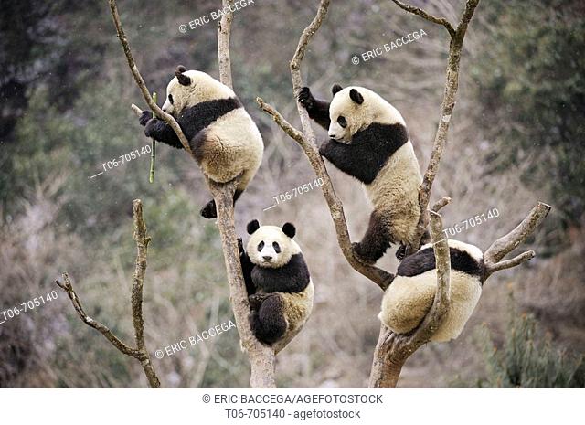 Four subadult giant pandas climbing in a tree (Ailuropoda melanoleuca) Wolong Nature Reserve, China