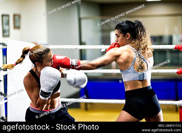 Female boxer hitting her opponent while sparring in the ring of a boxing club