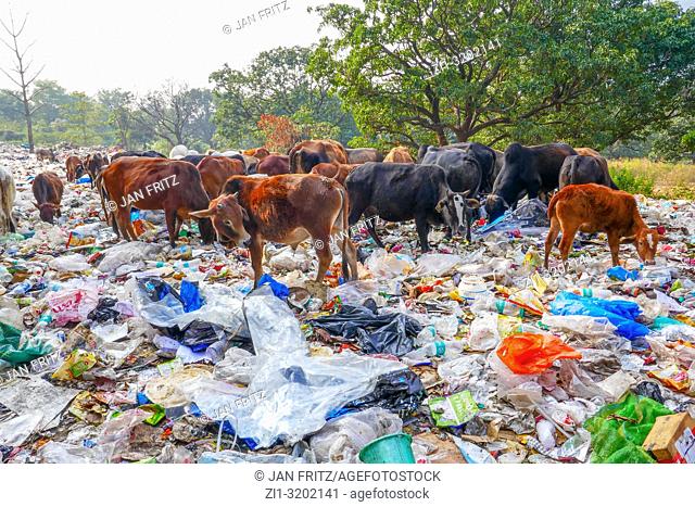 plastic dump with animals near Rishikesh, India