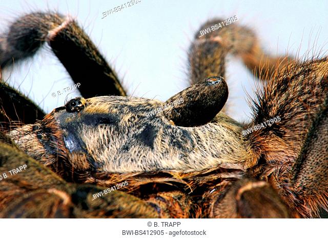 Horned baboon spider, African Rear-horned Baboon, Burst Horned Baboon, Straight Horn Tarantula (Ceratogyrus darlingi, Ceratogyrus bechuanicus