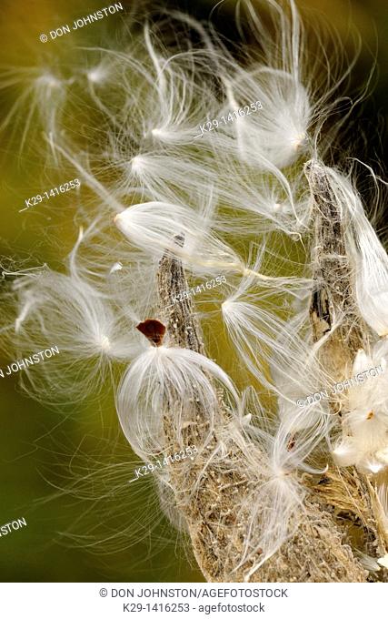 Common milkweed Asclepias syriaca Bursting seed pods Greater Sudbury Ontario