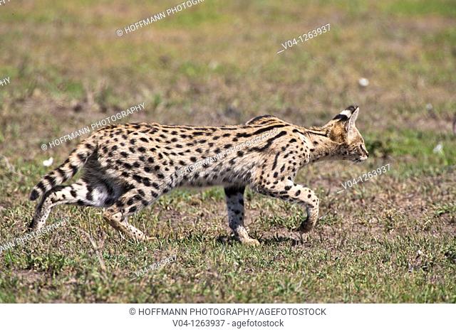Serval cat (Felis serval) stalking some prey in the Serengeti National Park in Tanzania, Africa