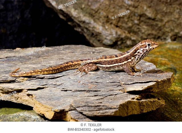 Haitian curlytail lizard, Masked Curly-tailed Lizard (Leiocephalus personatus), female