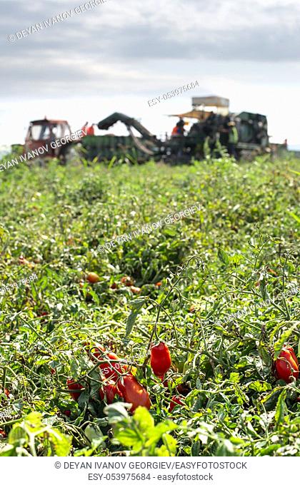 Picking tomatoes. Tractor harvester harvest tomatoes and load on truck. Automatization agriculture concept with tomatoes