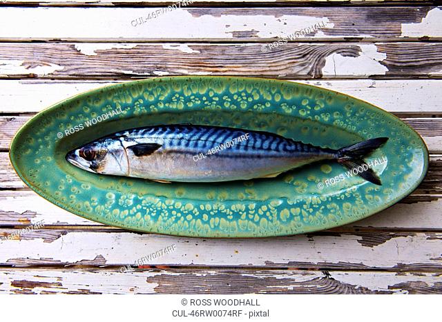 Close up of mackerel on plate