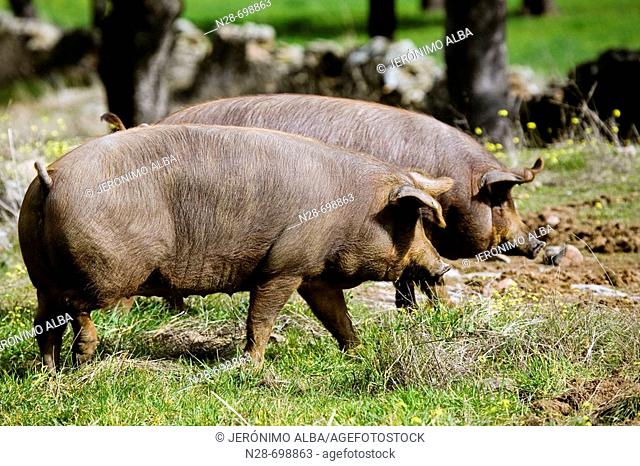 Iberian pork