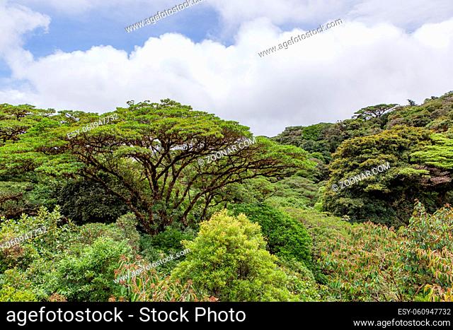 Lush trees rainforest canopy Monteverde Costa Rica