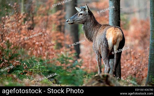Red deer, cervus elaphus, stag with no antlers after shedding in spring nature. Male mammal without boney horns on head standing in beech thicket with copy...