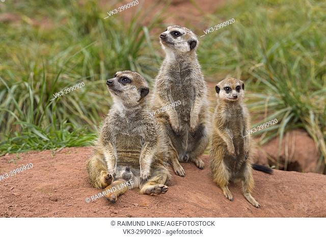 Meerkat, Suricata suricatta, with Young Animal, Family, Stock Photo,  Picture And Rights Managed Image. Pic. VK3-2990920 | agefotostock