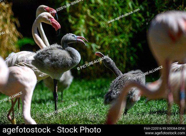 16 May 2022, Saxony-Anhalt, Magdeburg: Two pink flamingo chicks measure their strength in the middle of their colony. 56 pink flamingos had moved into the newly...