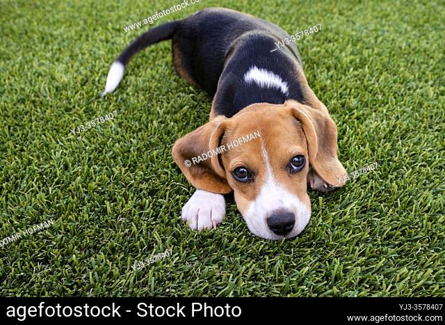 Beagle puppy sitting on the grass