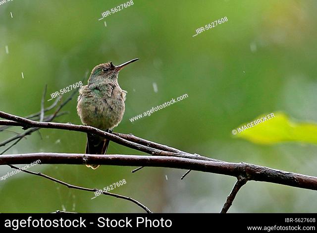 Scaly-breasted Hummingbird (Phaeochroa cuvierii furvescens) adult, perched on twig during rainfall, near Santa Clara, Panama, Central America