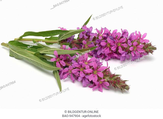 Medicinal plant Blutweiderich, purple Loosestrife, Loosestrife, Lythrum salicaria