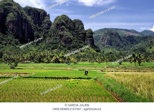 Indonesia, West Sumatra, Minangkabau Highlands, Bukittinggi area, Harau valley, rice fields surrounded by cliffs in Harau valley