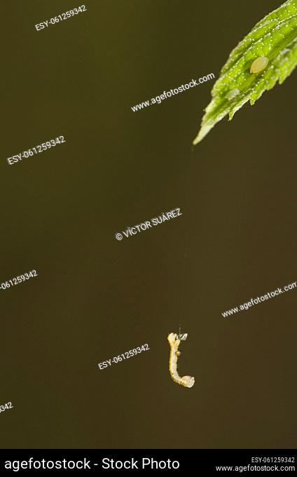 Caterpillar hanging from a leaf with aphids by its silk thread. Azuaje Ravine. Special Natural Reserve of Azuaje. Firgas. Gran Canaria. Canary Islands