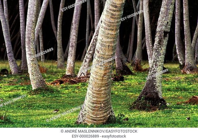 Coconut palm trunks on Alfons island, Seychelles