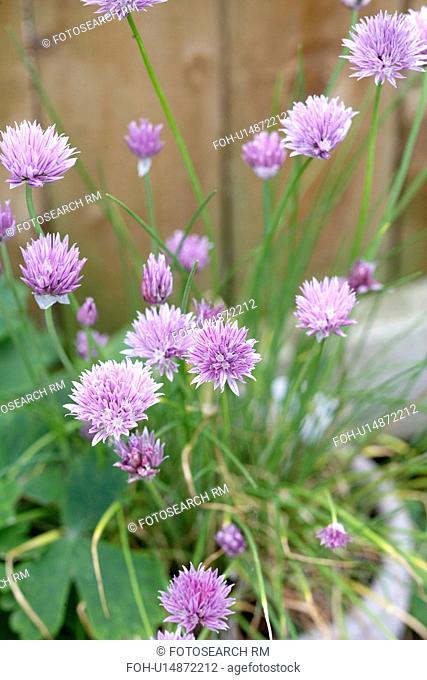 Flowering chives growing in pot