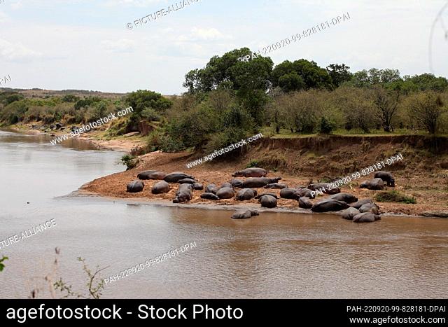 FILED - 18 August 2022, Kenya, Masai Mara: Hippos lie on the Mara River in the Masai Mara Game Reserve in southern Kenya
