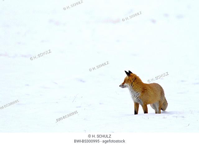 red fox (Vulpes vulpes), standing in a snow-covered meadow, Germany, Saxony, Oberlausitz