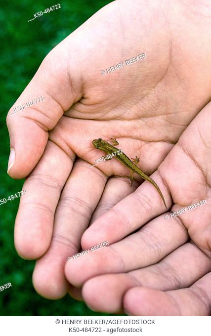Girl taking care of tiny Lizard