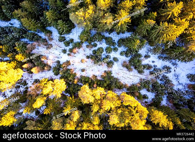 Aerial view of winter forest in sunset sun, ground covered with snow