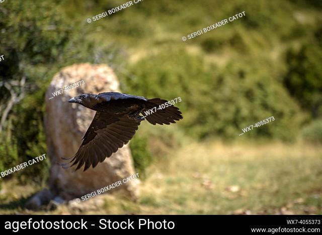 Crow in the Boumort range (Lleida Pyrenees, Catalonia, Spain)