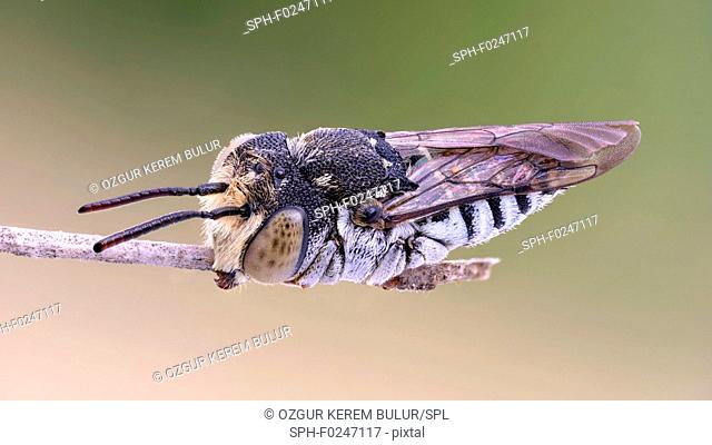 Leaf cutting cuckoo bee (Coelioxys) at the tip of a thin branch