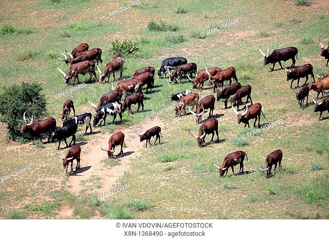 Ankole longhorn cattle, Uganda, East Africa