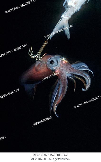 Squid - on a jag hook. Ths photo was taken under a native fishing boat at night. Squid have extremely variable colour patterns (Sepioteuthis lessoniana)