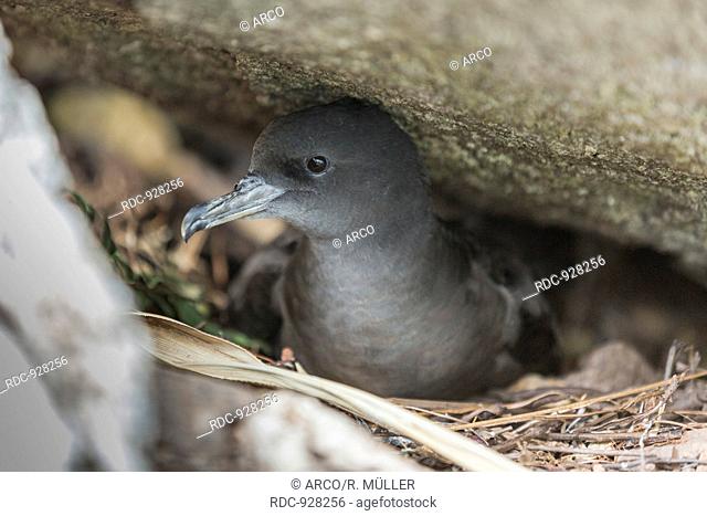 Wedge-tailed shearwater , (Puffinus pacificus), Cousin island, Seychelles