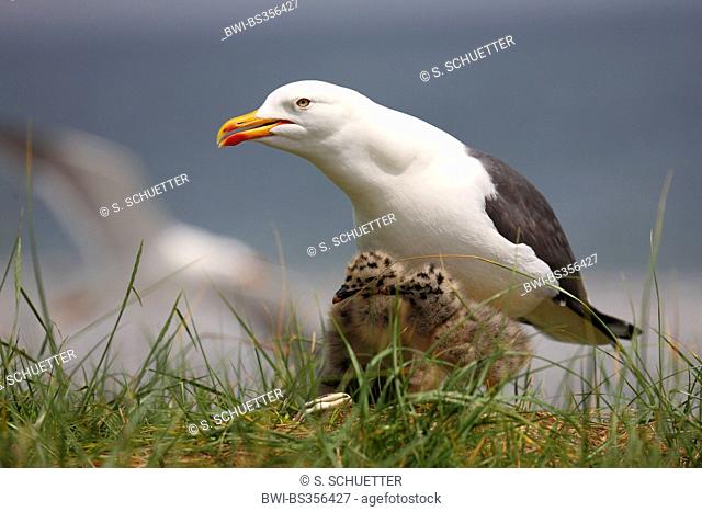 lesser black-backed gull (Larus fuscus), with chicks on grass, Germany, Schleswig-Holstein, Heligoland