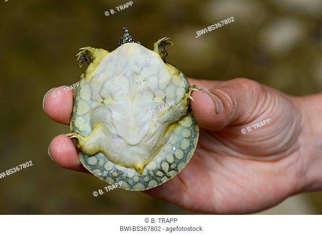 African softshell turtle, Nile softshell turtle (Trionyx triunguis), underside of a young African softshell turtle, Turkey, Lycia, Dalyan, Mugla