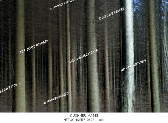 Tree trunks, Sweden