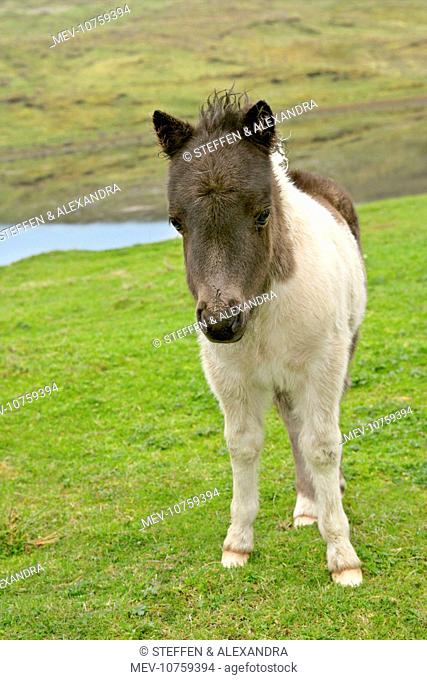 Piebald Shetland Pony - front view of cute foal