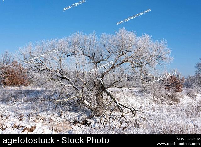 Germany, Saxony-Anhalt, Magdeburg, a gnarled tree stands at the trough bridge of the Magdeburg waterway cross in winter