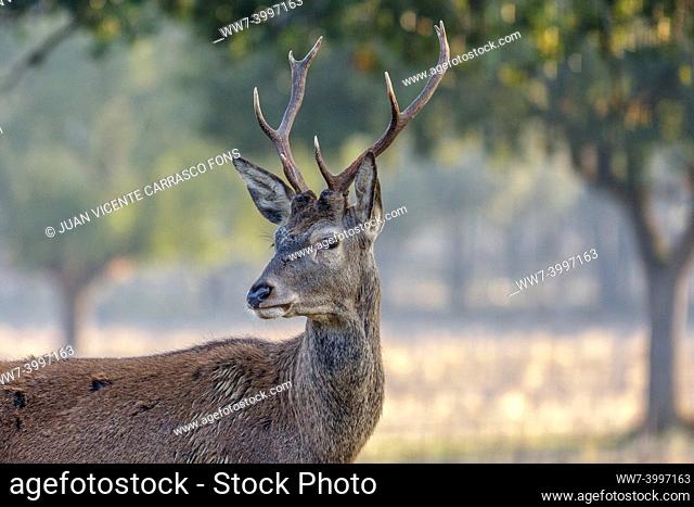 Red deer, Cervus elaphus, male, Toledo mountains, Spain
