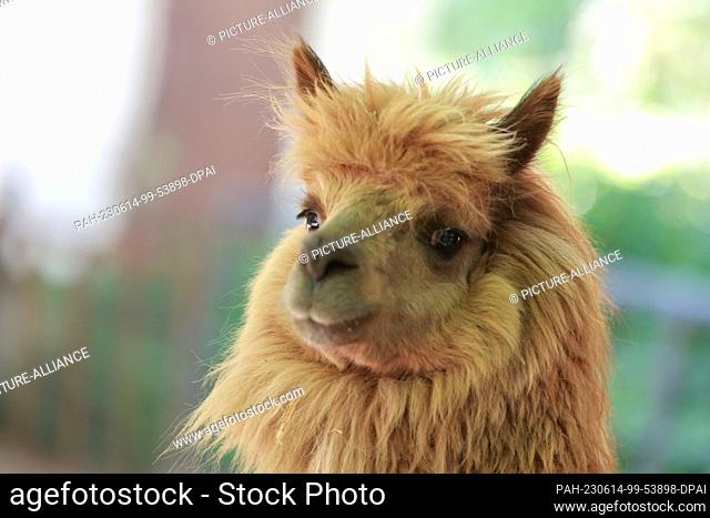 14 June 2023, Saxony-Anhalt, Halberstadt: An alpaca stands in the enclosure before its shearing. The alpacas were sheared today in the Thale animal enclosure