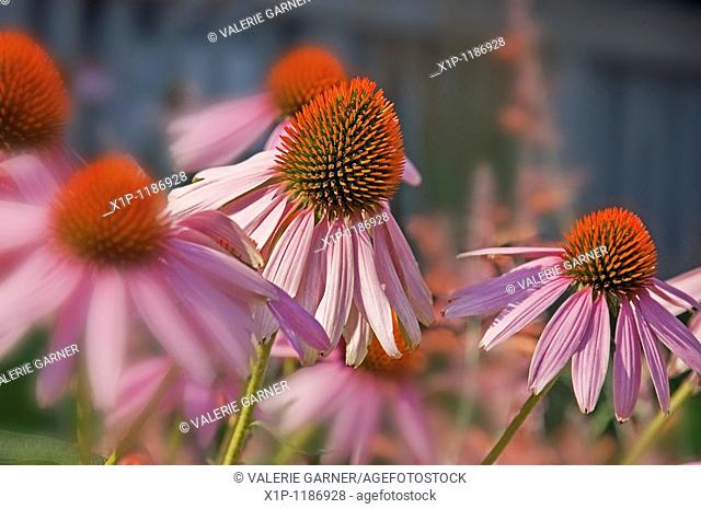 This image is Echinacea Pallida, commonly known as pink coneflower a beautiful summer perennial garden plant and herb Background intentionally blurred for...