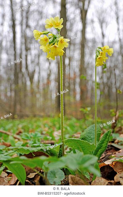 True oxlip (Primula elatior), blooming in a forest, Germany