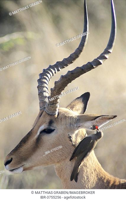 Blacked-faced Impala or Black-faced Impala (Aepyceros melampus petersi) with Red-billed Oxpecker (Buphagus erythrorhynchus), Kunene Region, Namibia